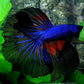 Blue Black Halfmoon Male