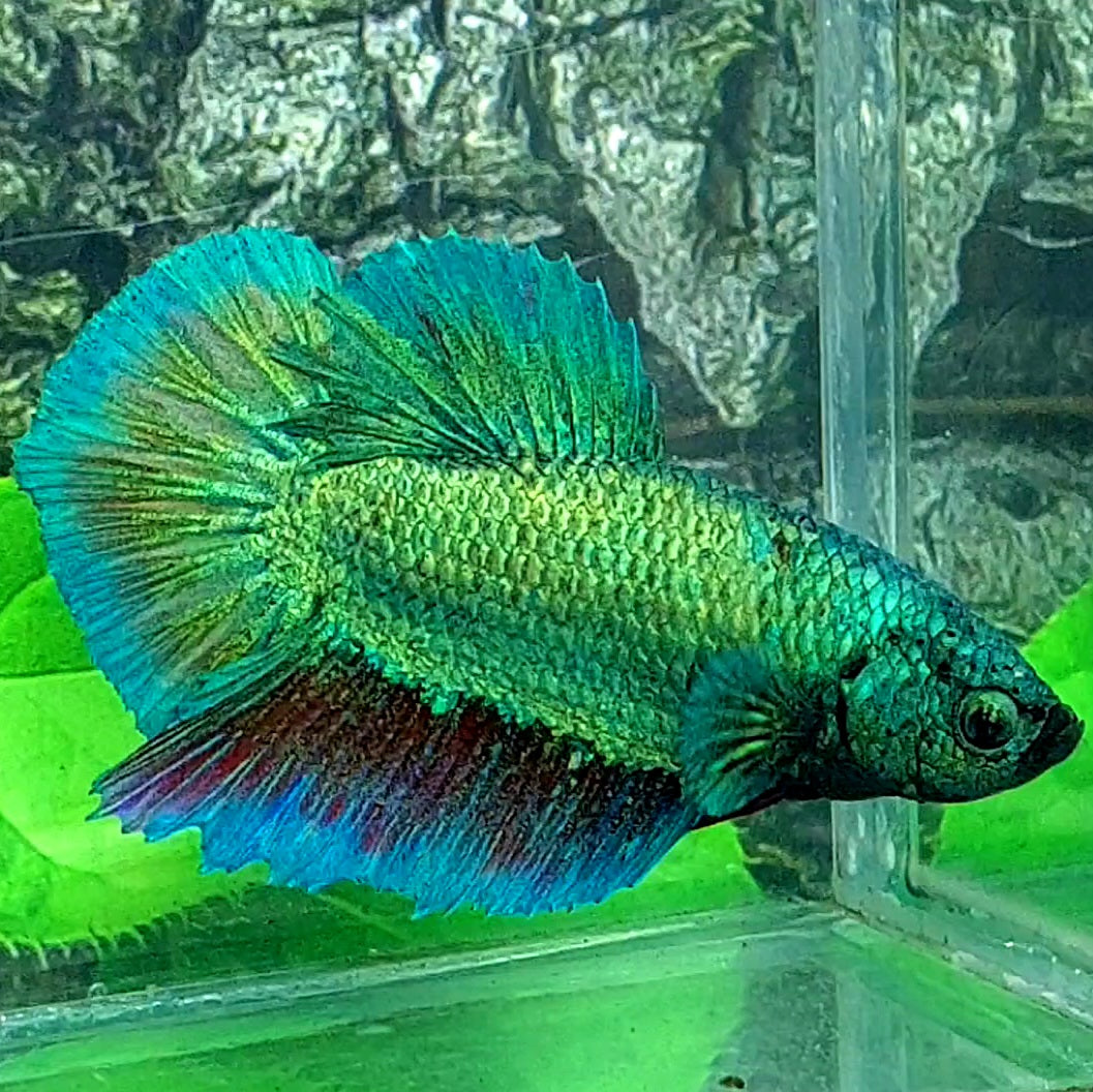 Metalic Green HMPK Male