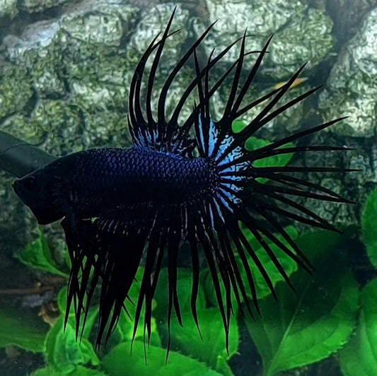 Black Orchid Crowntail Male