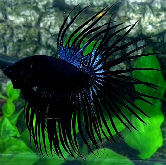 Black Orchid Crowntail Male