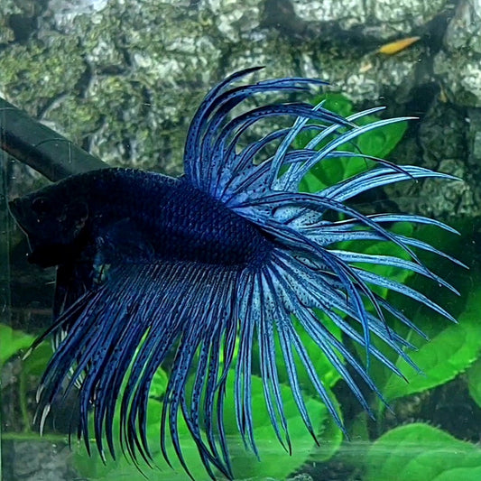 Solid Steel Blue Blackhead Crowntail Male