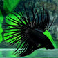 Copper Black Crowntail Male