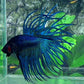 Solid Turquoise Blackhead Crowntail Male