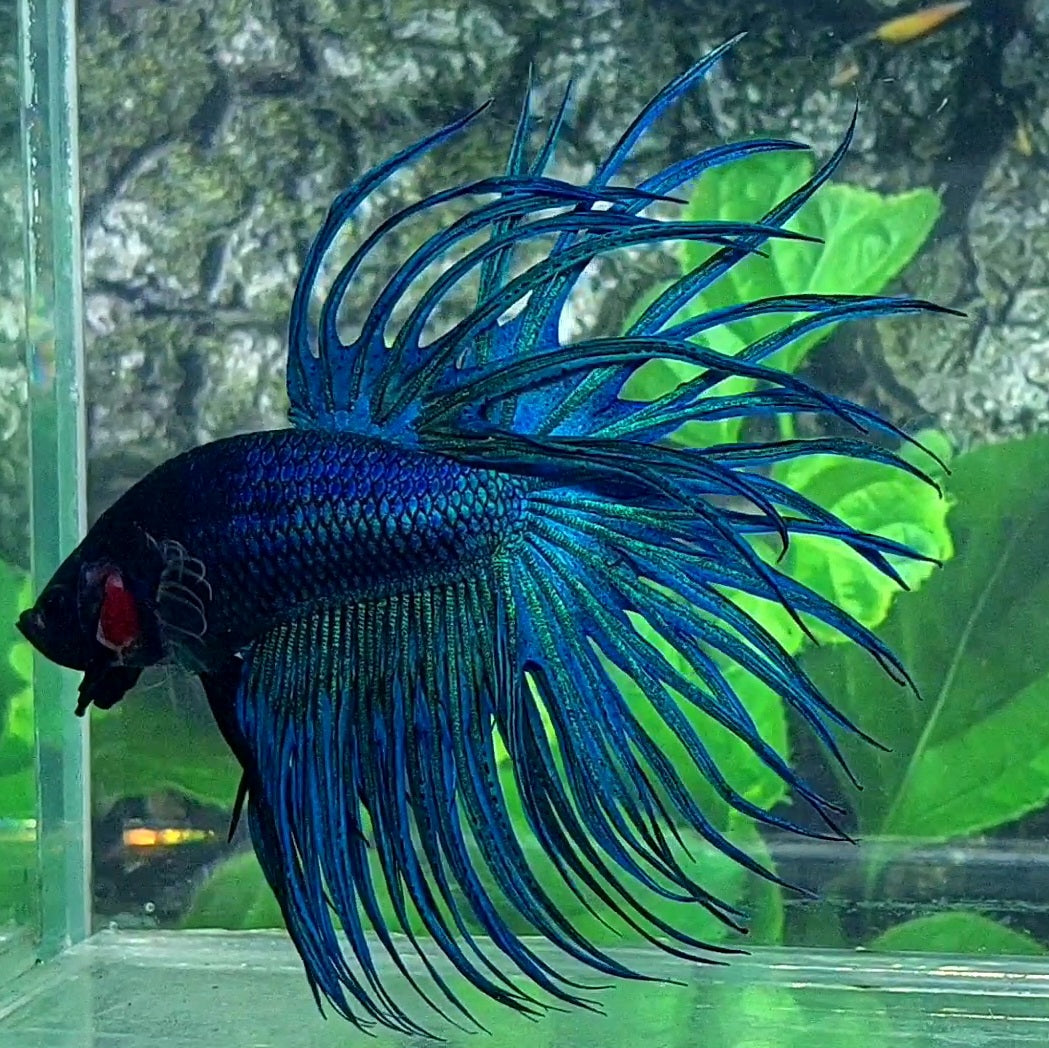 Solid Turquoise Blackhead Crowntail Male