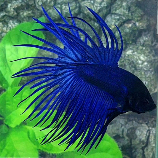 Solid Royal Blue Blackhead Crowntail Male