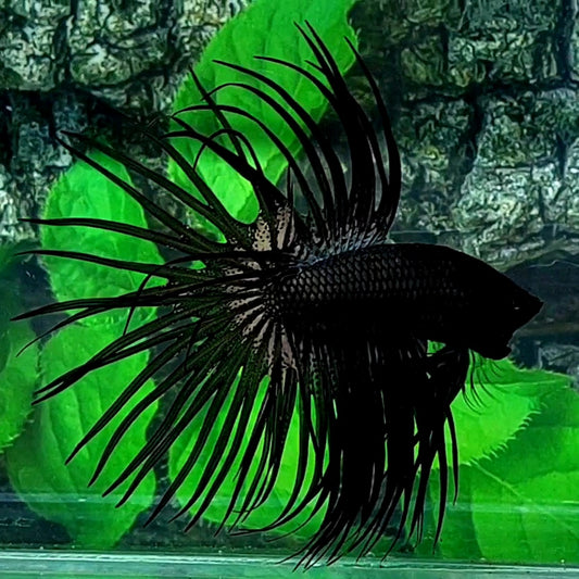 Copper Black Crowntail Male