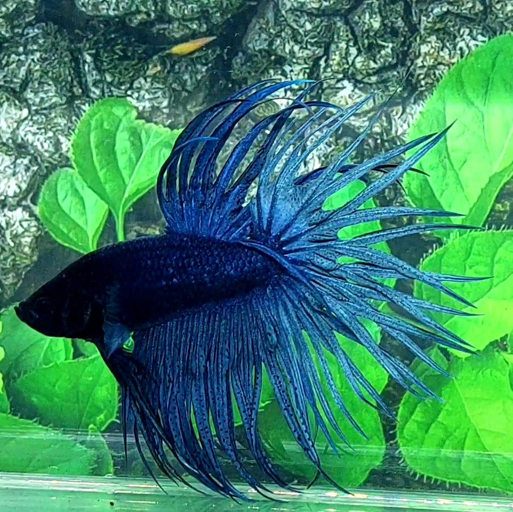 Solid Steel Blue Blackhead Crowntail Male