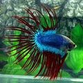 Mascot Butterfly Crowntail Male
