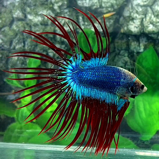 Mascot Butterfly Crowntail Male