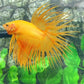 Yellow Banana Solid Crowntail Male