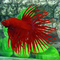 Super Red Solid Crowntail Male