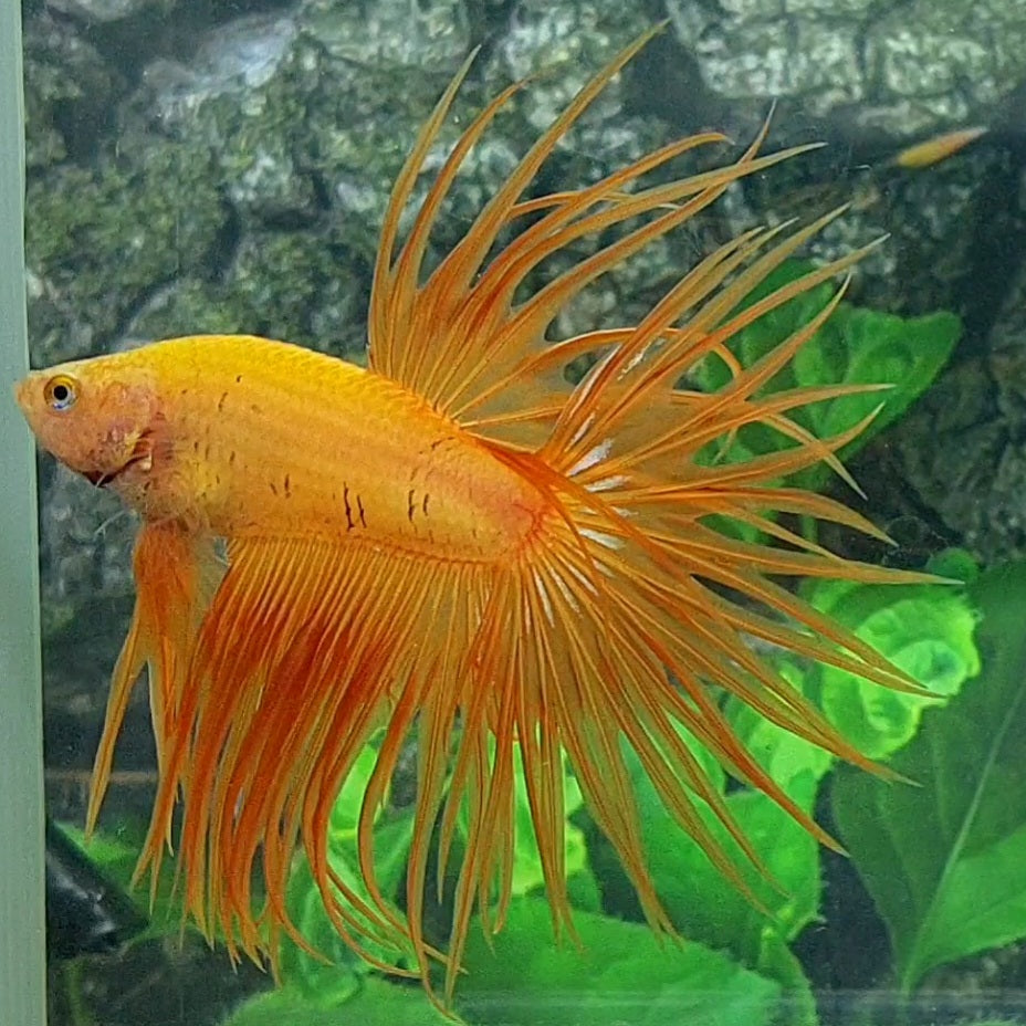 Yellow Banana Solid Crowntail Male