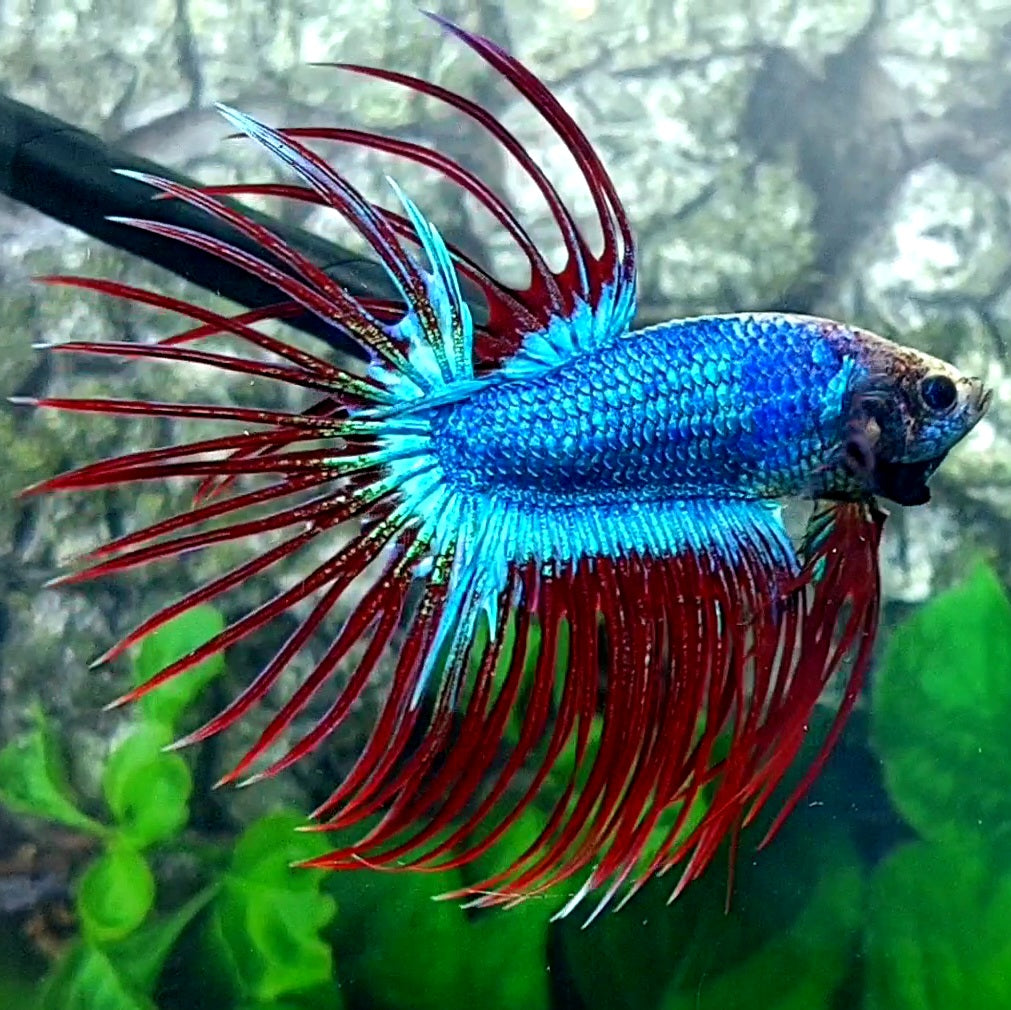 Mascot Butterfly Crowntail Male