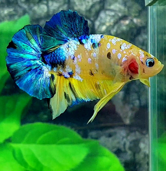 Yellow Galaxy HMPK Male