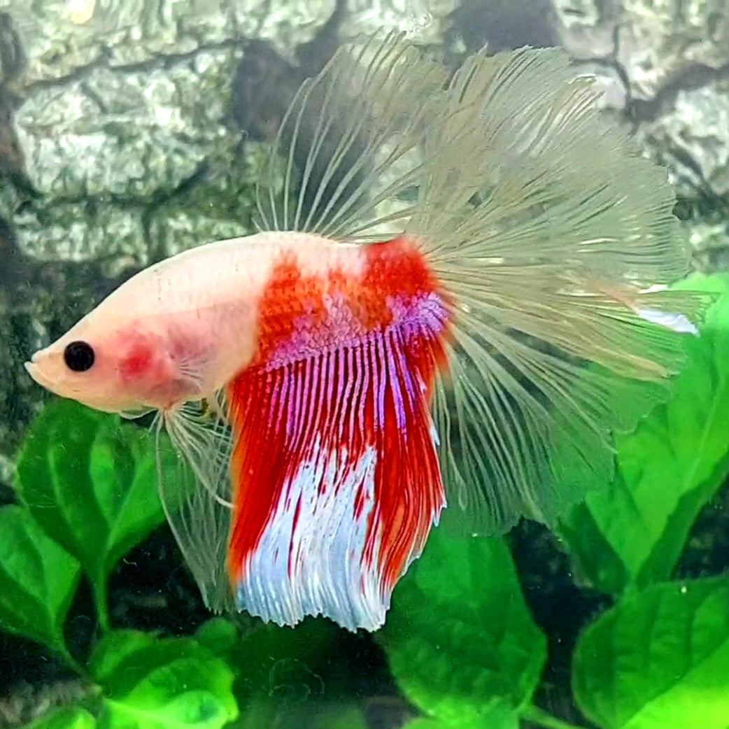 Fancy Cellophane Halfmoon Male