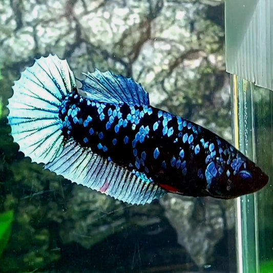 Steel Blue Avatar Gordon HMPK Female For Sorority Tank/Breed