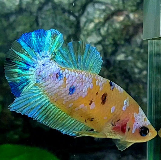 Yellow Skyblue Pink Galaxy HMPK Female For Sorority Tank/Breed