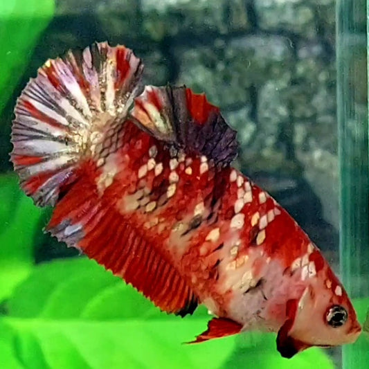 Red Koi Copper Gold Galaxy HMPK Female For Sorority Tank/Breed