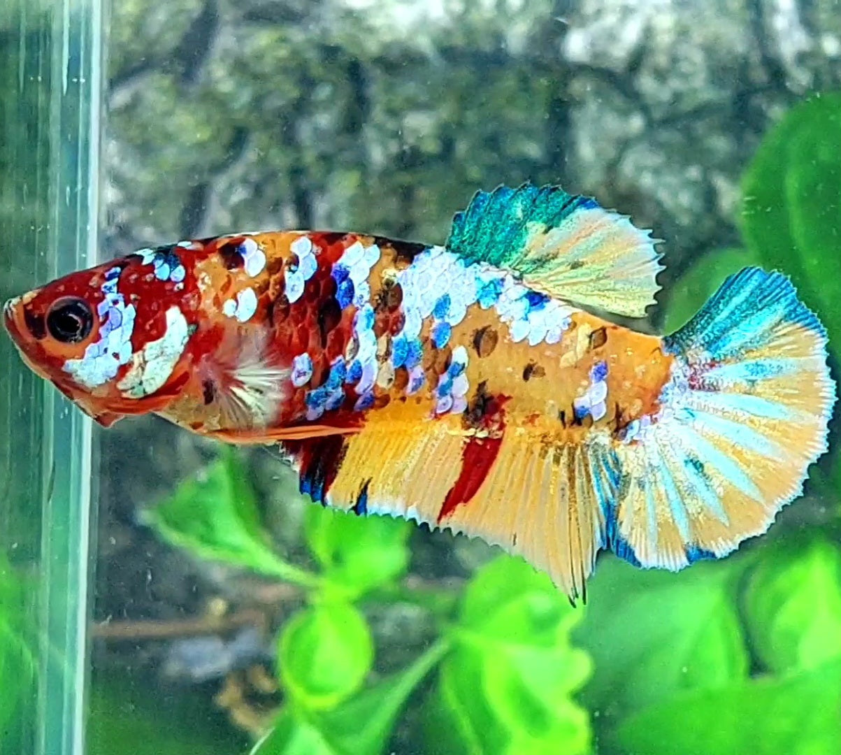 Multicolor Yellowbase Galaxy HMPK Female For Sorority Tank/Breed