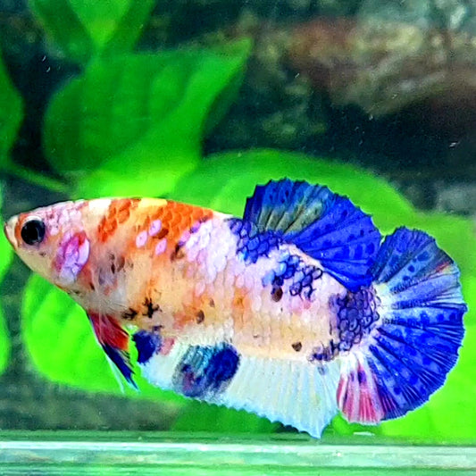 Multicolor Candy Pink Galaxy HMPK Female For Sorority Tank/Breed