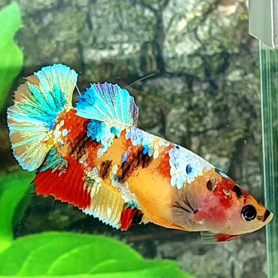 Multicolor Yellowbase Galaxy HMPK Female For Sorority Tank/Breed