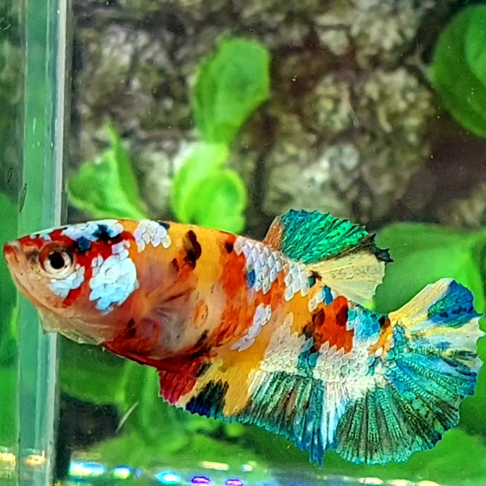 Multicolor Yellowbase Galaxy HMPK Female For Sorority Tank/Breed