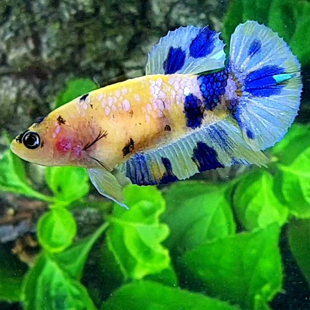 Yellow Koi Marble Pink Galaxy HMPK Female For Sorority Tank/Breed