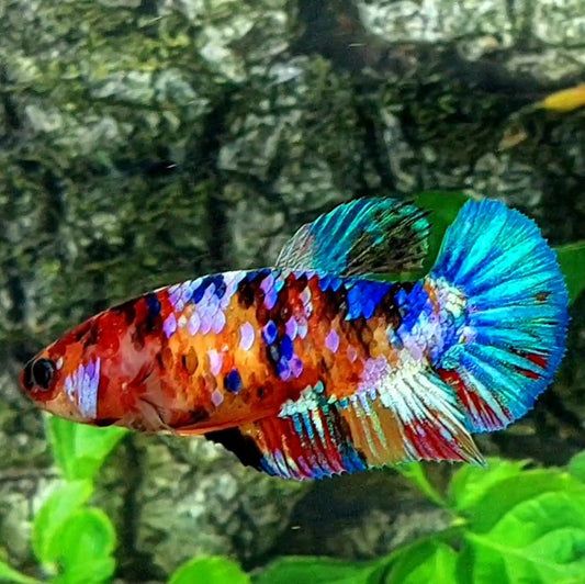 Multicolor Galaxy HMPK Female For Sorority Tank/Breed