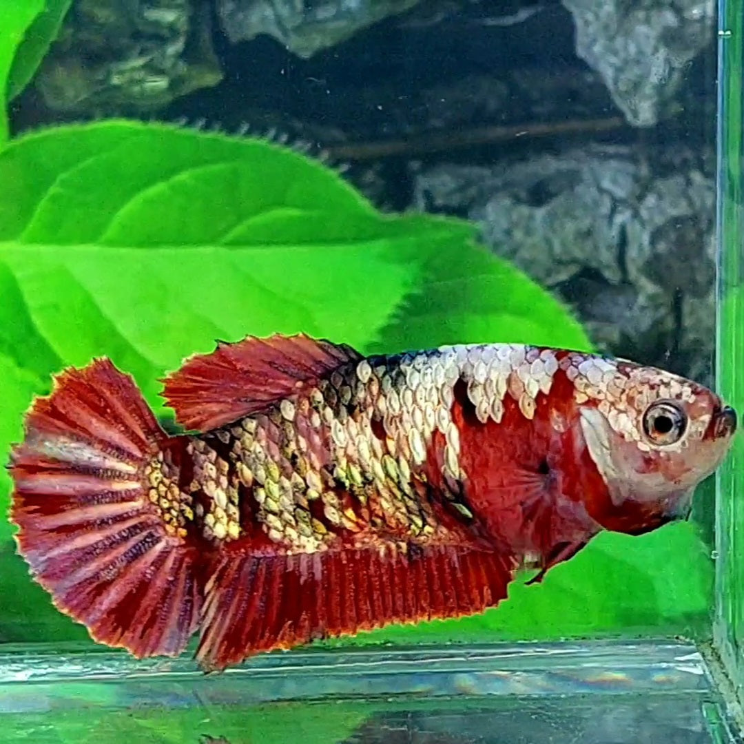 Red Koi Copper Gold Galaxy HMPK Female For Sorority Tank/Breed