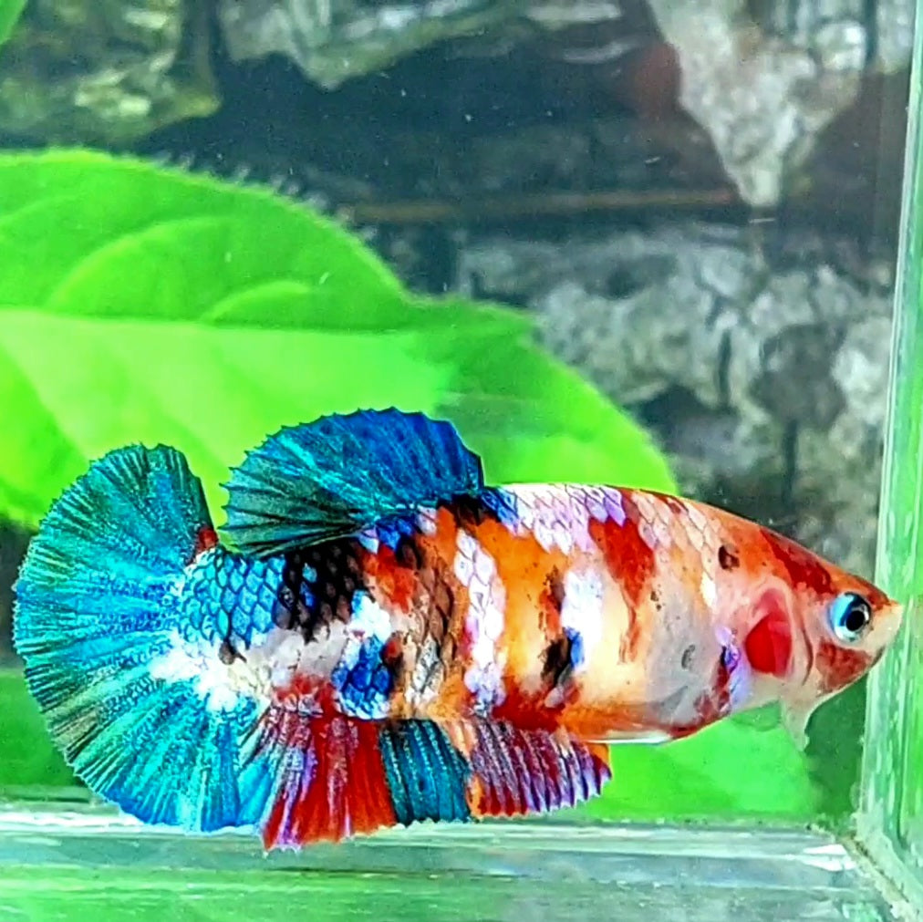 Multicolor Galaxy HMPK Female For Sorority Tank/Breed