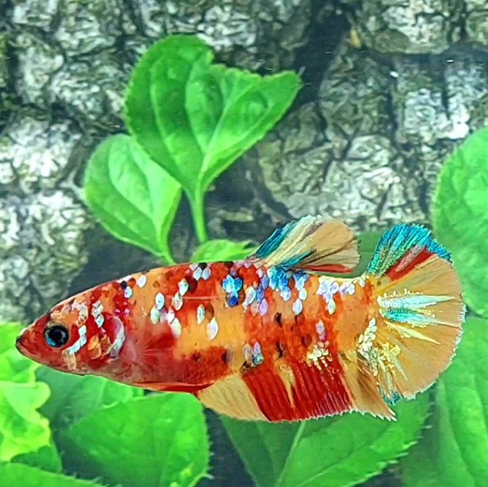 Multicolor Yellowbase Galaxy HMPK Female For Sorority Tank/Breed