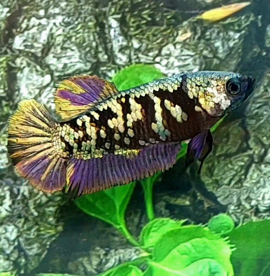 Avatar Copper Purple Gold HMPK Female For Sorority Tank/Breed