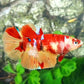 Nemo Koi Halfmoon Female For Sorority Tank/Breed