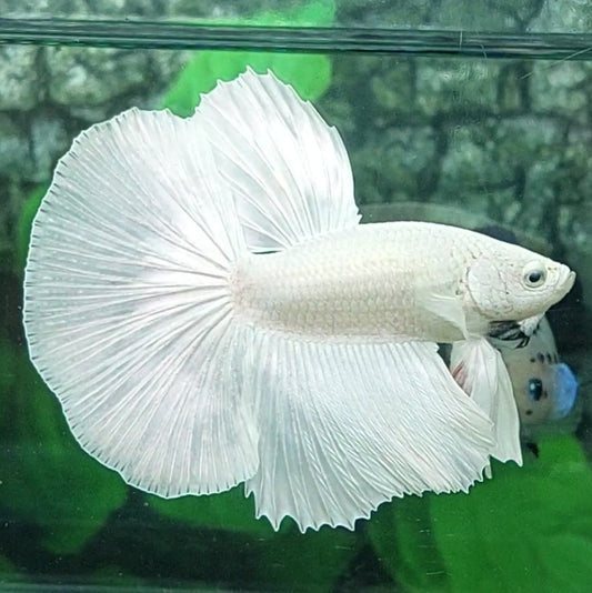 Platinum White Solid Halfmoon Male