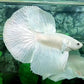 Platinum White Solid Halfmoon Male