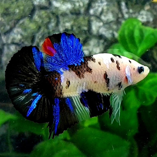 Black Koi Dalmation HMPK Male