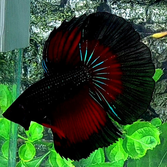 Black Vampire Red Butterfly  Halfmoon Male