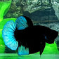 Black Light Steel Blue HMPK Male