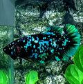 Green Avatar Nebula Gordon HMPK Female For Sorority Tank/Breed