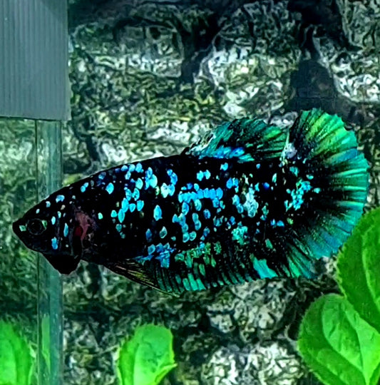 Green Avatar Nebula Gordon HMPK Female For Sorority Tank/Breed