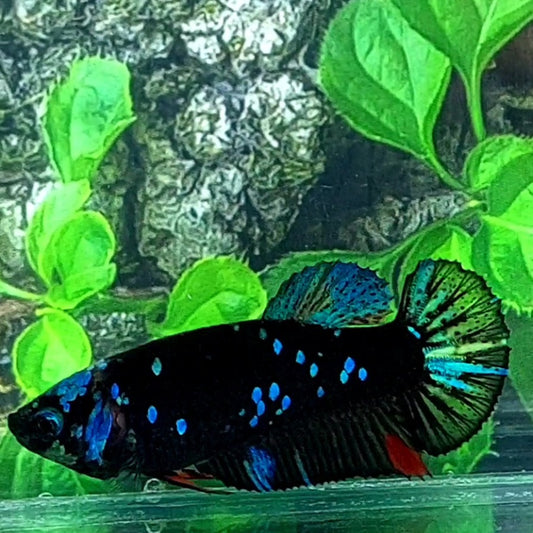 Black Star Galaxy HMPK Female For Sorority Tank/Breed