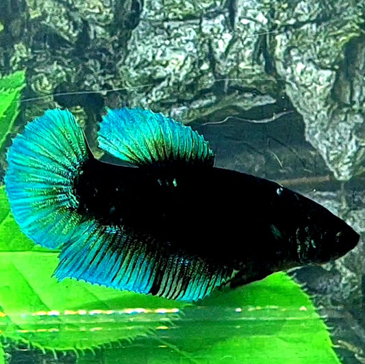 Green Black Light HMPK Female For Sorority Tank/Breed