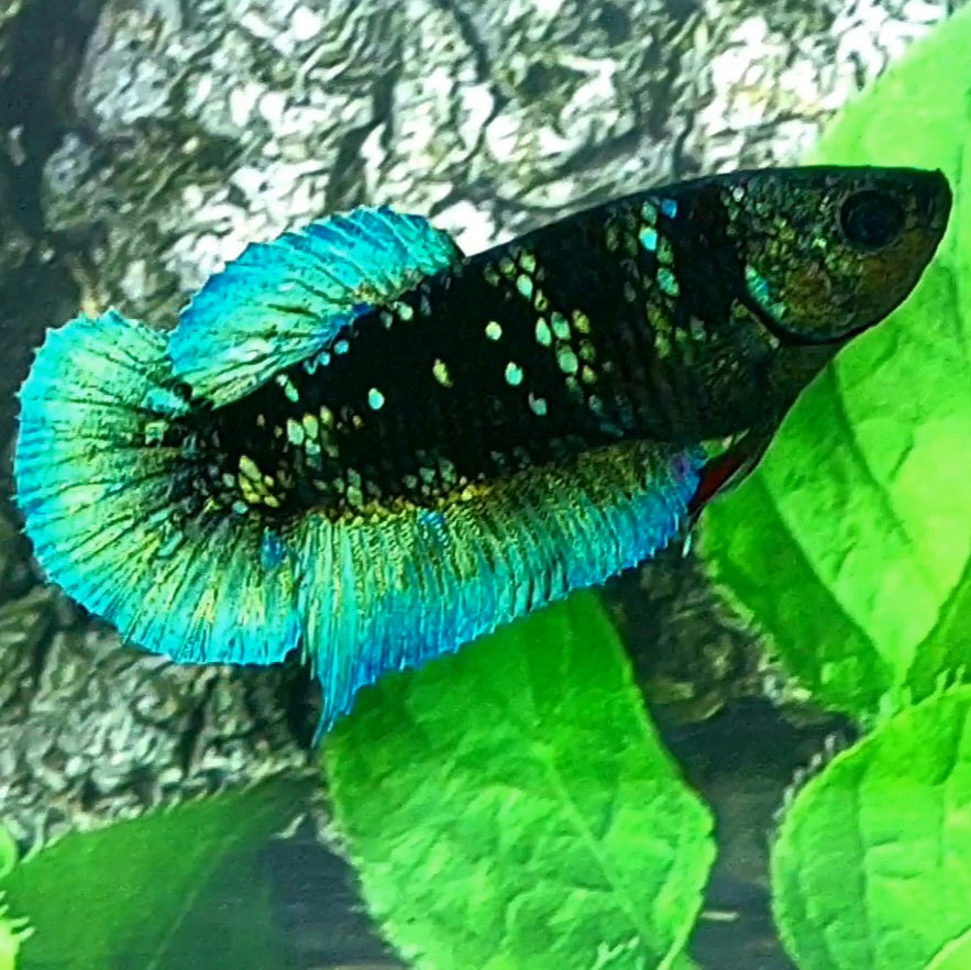 Avatar Green Gordon HMPK Female For Sorority Tank/Breed