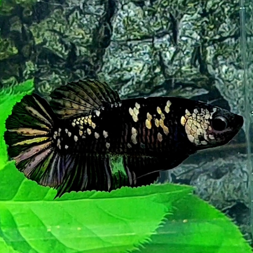 Avatar Copper Gold HMPK Female For Sorority Tank/Breed