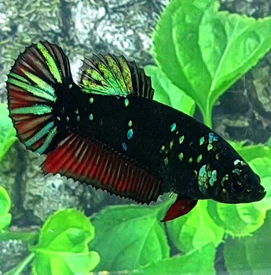 Black Star Green Red HMPK Female For Sorority Tank/Breed