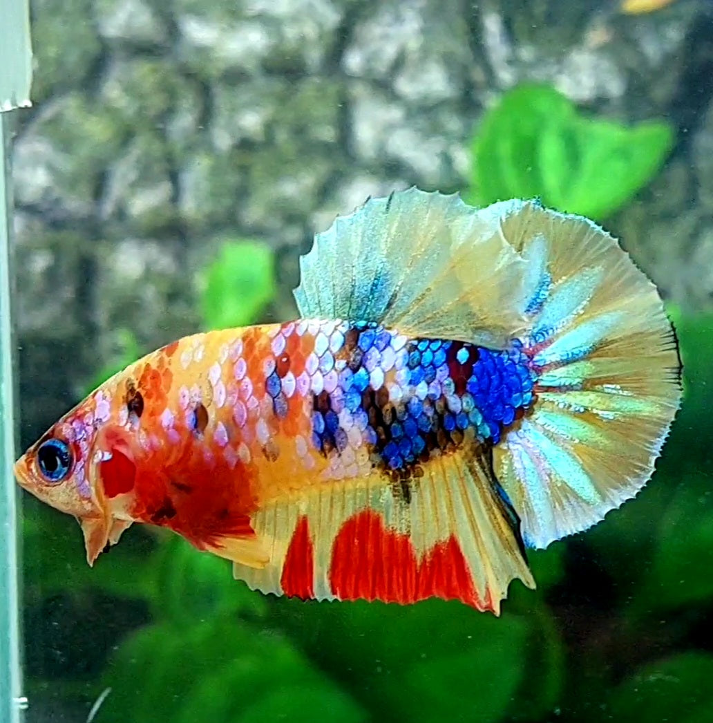 Yellowbase Multicolor Galaxy HMPK Male