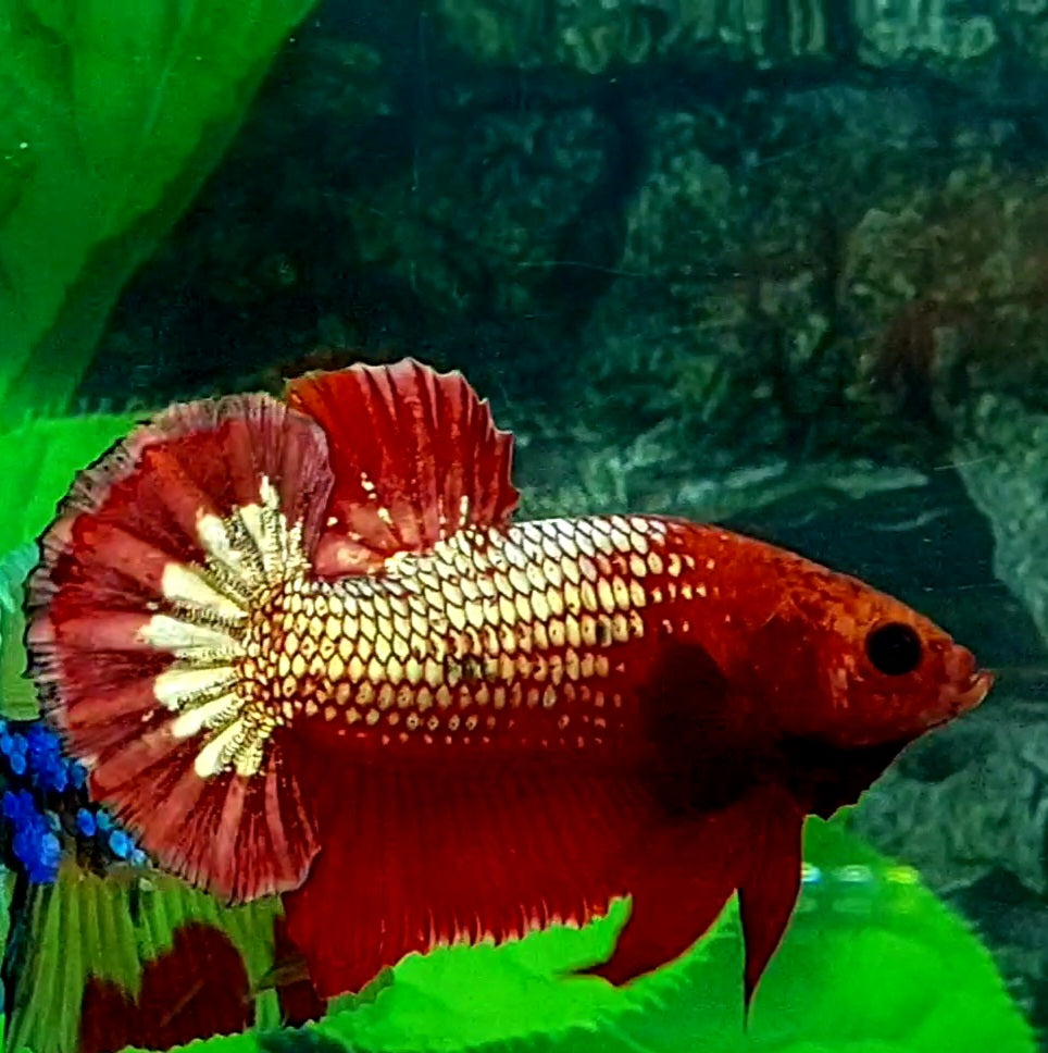 Fancy Red Copper Gold HMPK Male