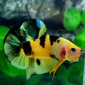 Yellow Tiger Marsupilami HMPK Male