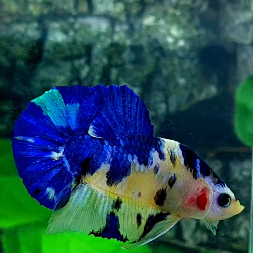 Yellow Galaxy Blue Koi HMPK Male