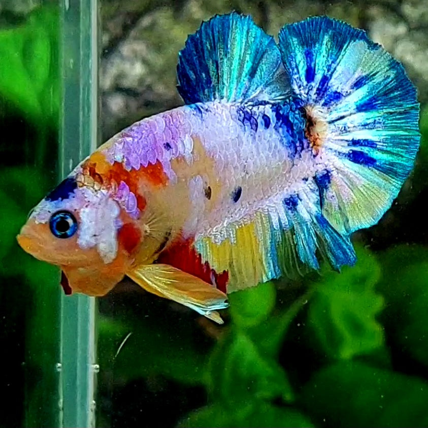 Multicolor Skyblue Purple Candy HMPK Male